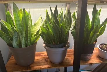Snake plants