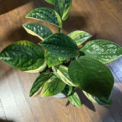 Houseplant Monstera Variegated Peru 5” Pot