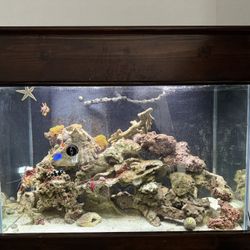 Saltwater Tank