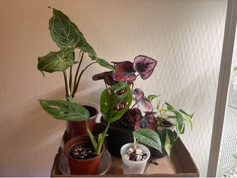 Houseplant Bundle (6)