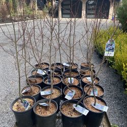 Saskatoon Serviceberry Trees