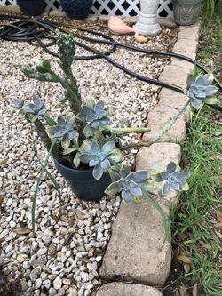Succulents and cactus on ceramic pot $17