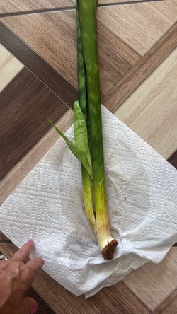Sanciviera plant