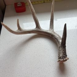 Deer Antler