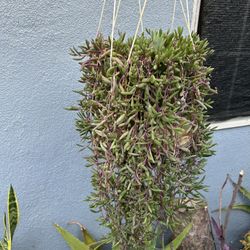 Succulents Con Colgadera De Macrame