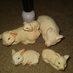 Miniature Pig Family 