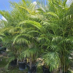 arecas over 8 feet tall Instant Privacy Hedge For Fence Green Full 