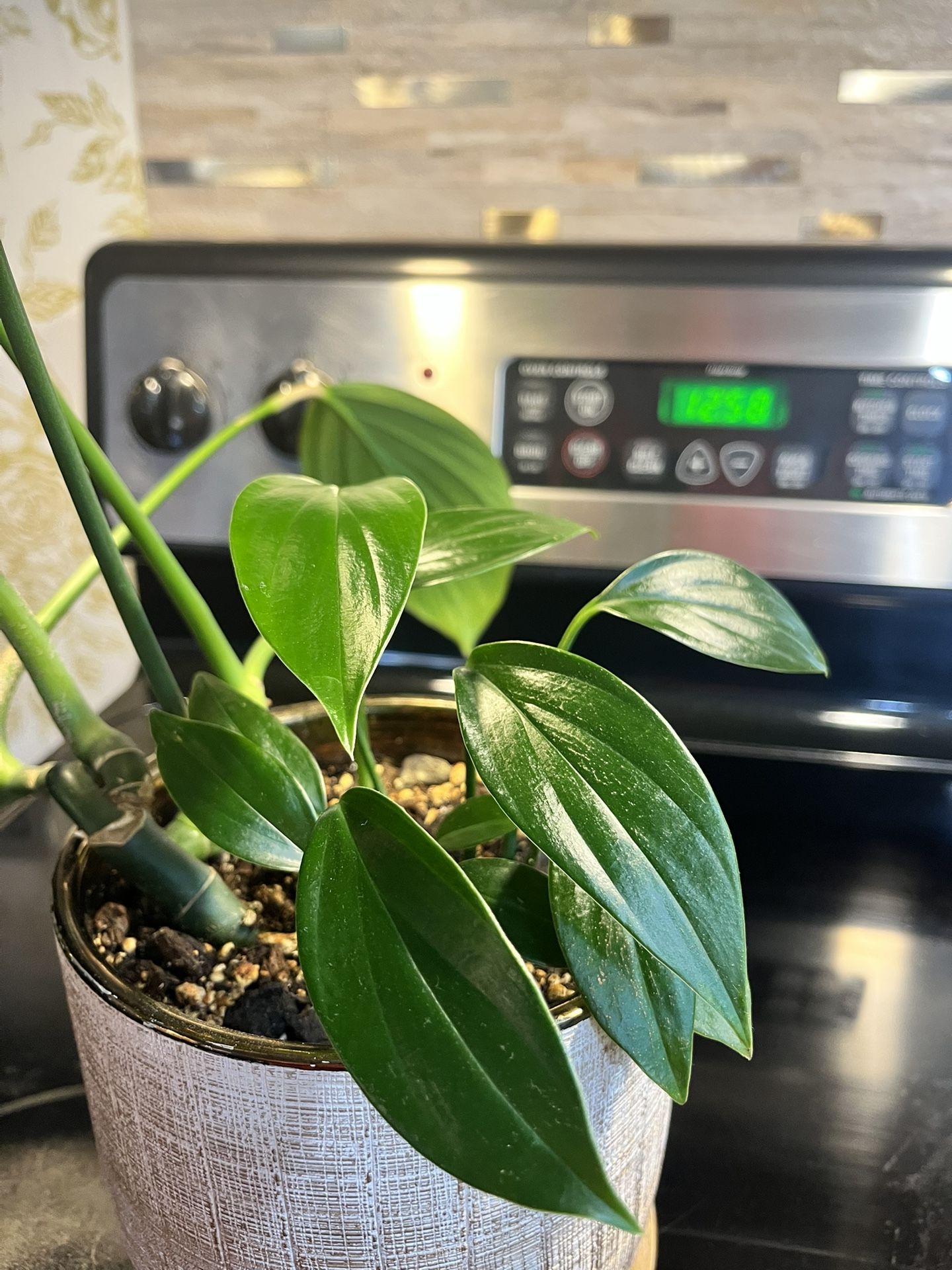 Plant