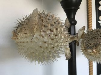 Taxidermy Puffer Fish
