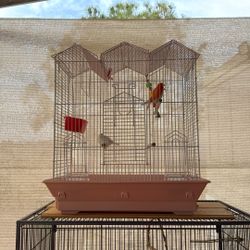 Bird Cage 