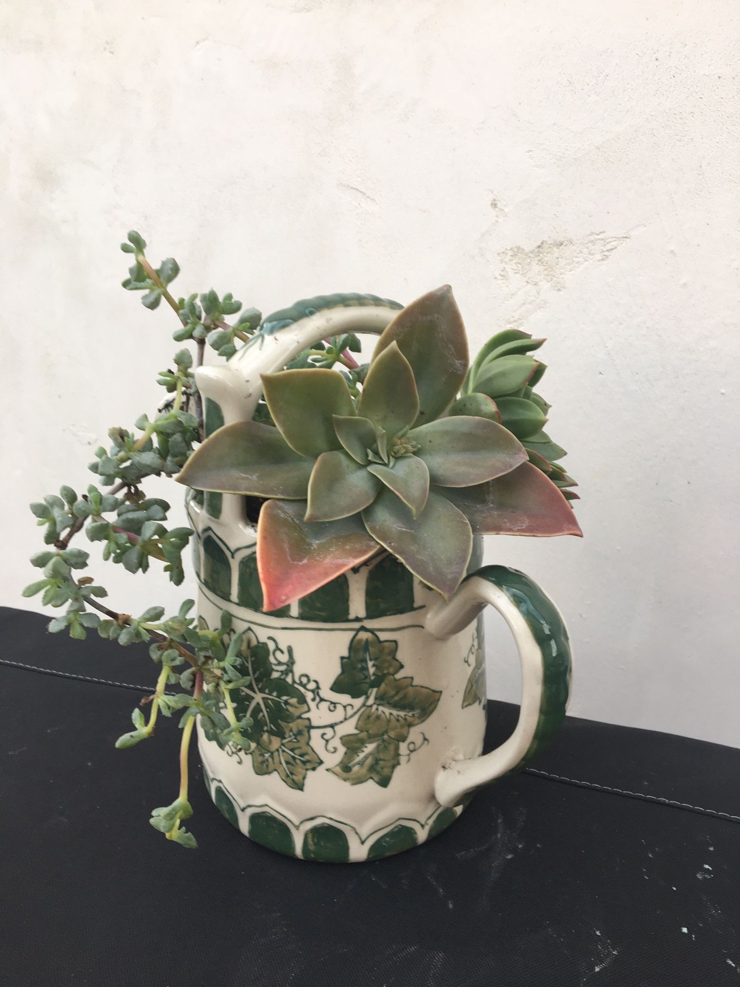 Potted Succulent