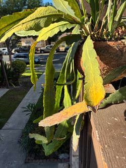 Epiphyllum orchid plant