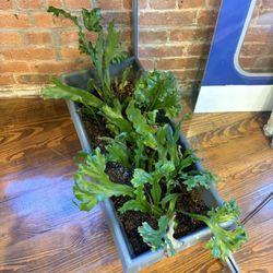Plant 🌱 Staghorn fern in a big pot