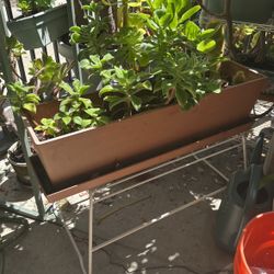 Succulents With Cactus And Base