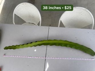 Dragon Fruit Cuttings — Fresh, Unrooted — $8–$25