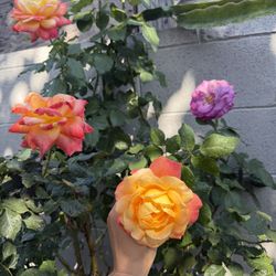 Enchanted Peace Hybrid Tea Rose