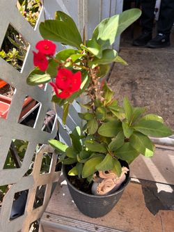 Planta Corona de cristo