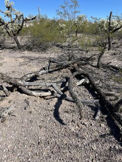 Cholla Wood