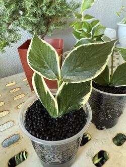 Hoya Polynuera Outed Variegated 
