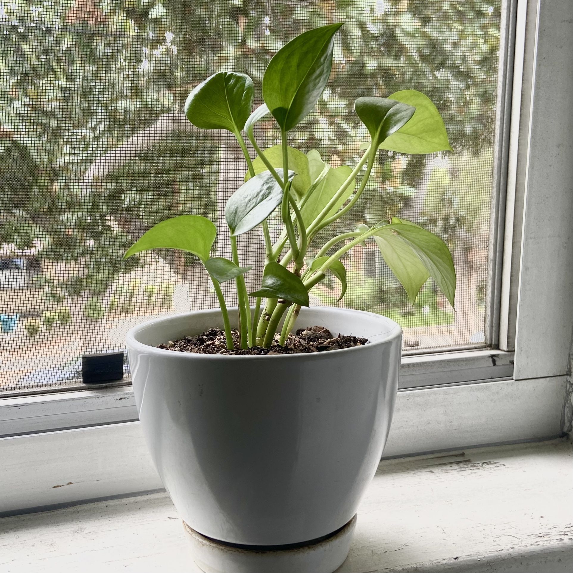 π± Pothos Plant in white ceramic pot β’ Built-in bottom white ceramic tray with drainage hole