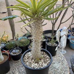 Majestic Madagascar Palm with 3 Babies