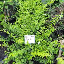 Downy Jasmine 