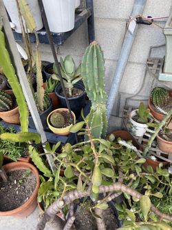 Cactus Cactus Cactus sale