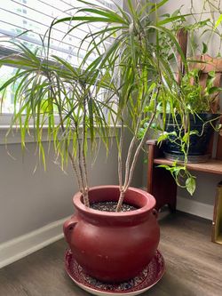 Dragon Tree