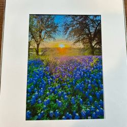 Bluebells Of Texas Artwork 