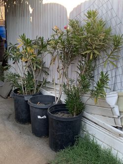 Oleanders
