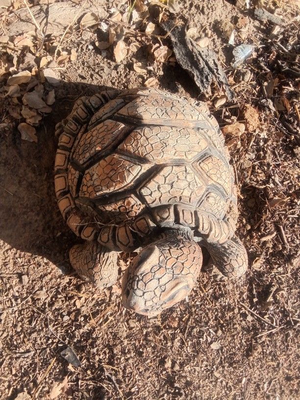 Large Turtle Cement