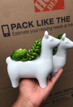 2 Llama succulent plant