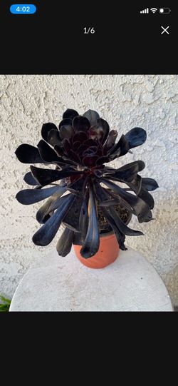 6 Inch Pot Succulent Plant - Aeonium Arboreum Zwartkop - Black Rose - Rooted Established - Drought Resistant -🪴