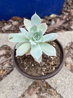 Echeveria Cante