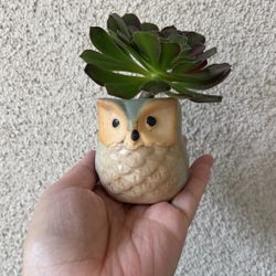 Beautiful Aeonium Plant With Pot