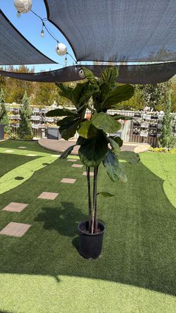 Ficus