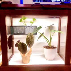 Vintage Indoor Glass Oak Greenhouse.