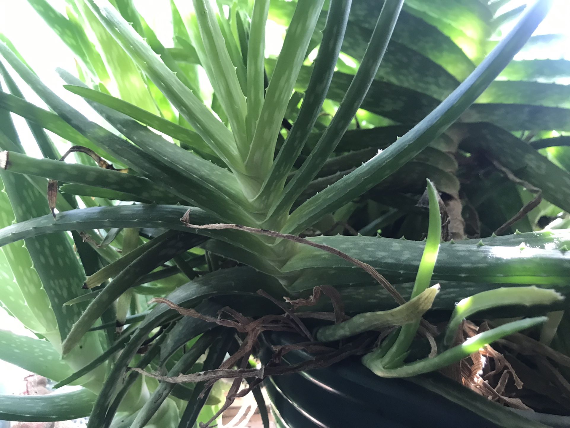 Aloe Vera