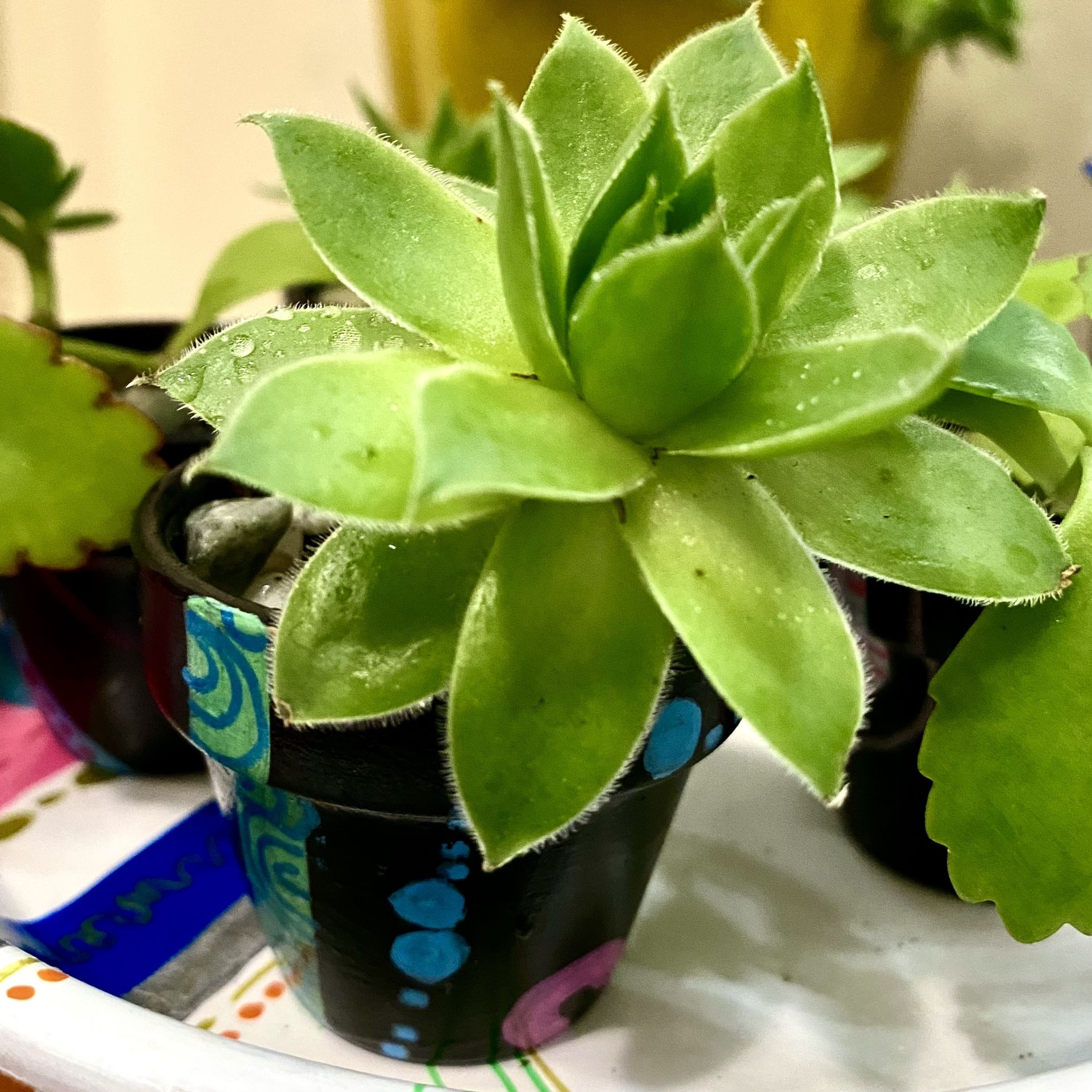 Organically Grown Succulent In Hand Painted Pot