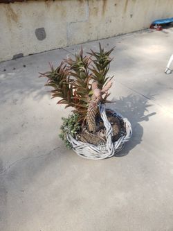 Plant