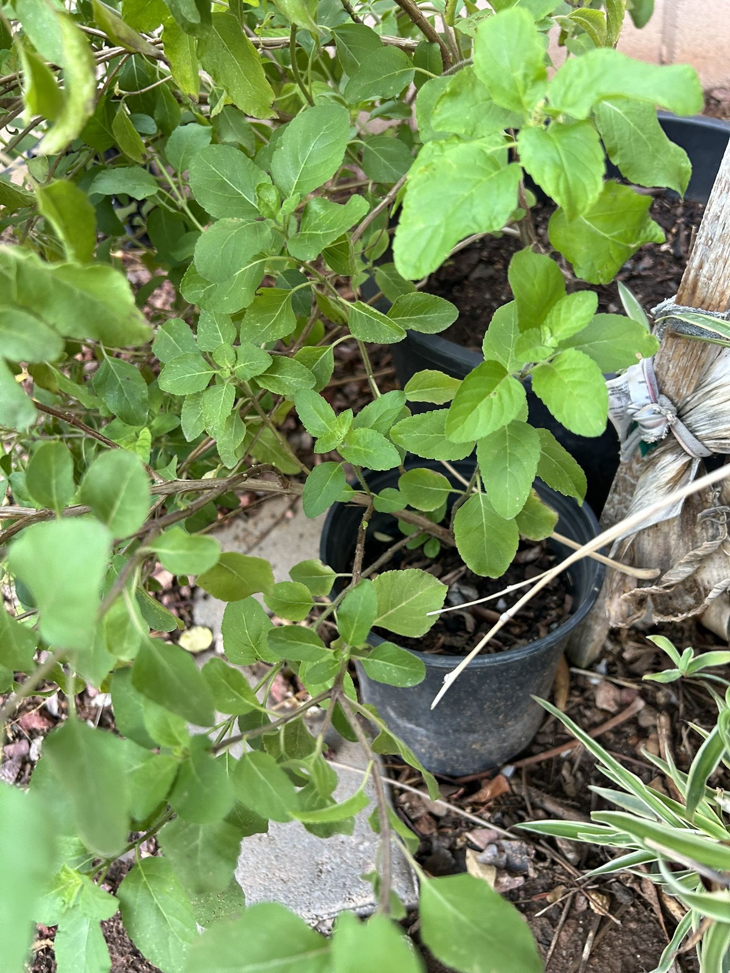 Tulsi Plant