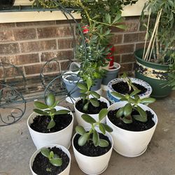 Jade Plants Rooted And Potted $10.00 Up