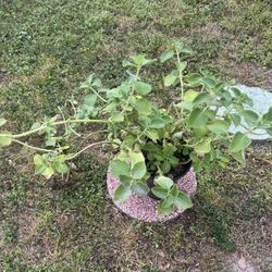 Big Oregano Plant