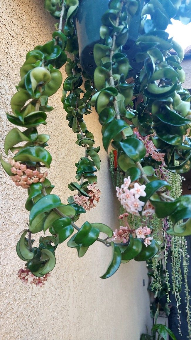 Blooming Hoya Hindu Rope Compacta Plant $150
