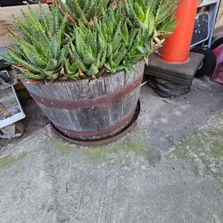 Whiskey Barrel With Aloe Vera Plants 