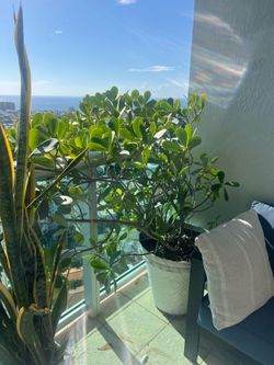 large white planter with or without large plant