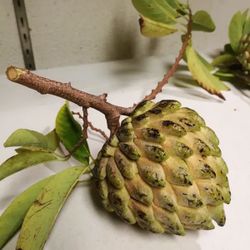 Sweet Sop / Sugar Apple (annona) Fruit Trees