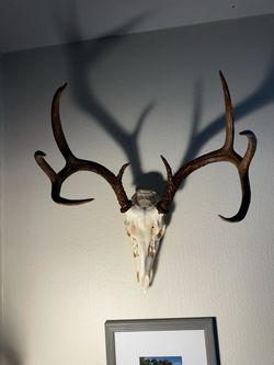 Real Mule Deer European Mount – Taxidermy Skull with Large Antlers