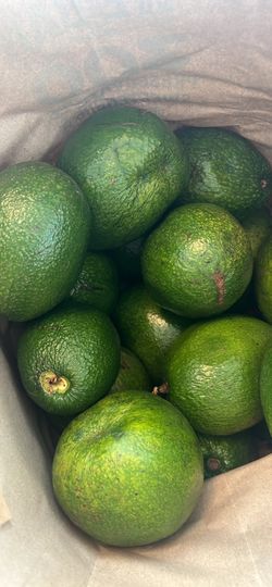 Organic Hass/Florida Hybrid Avocado’s