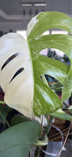 Monstera Albo Cutting